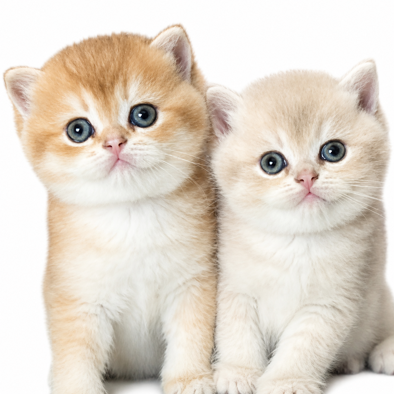 BiuBiu Cattery kittens logo